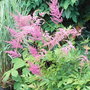 Astilbe_-_1
