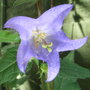 Campanula_trachelium_-_blue_form