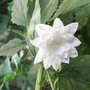 Campanula_trachelium_-_double_white_form