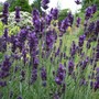 Lavandula_augustifolia__imperial_gem_
