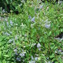 Ceanothus 'Gloire de Versailles' (Ceanothus 'Gloire de Versailles')