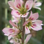 Francoa sonchifolia - close-up (Francoa sonchifolia)