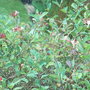 Lonicera periclymenum