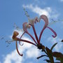 Lonicera periclymenum 'Belgica' - close-up (Lonicera periclymenum)