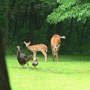 Doe_fawn_hen_poult_7-04-08_good_sm