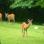 Buck_hen_poult_does_7-04-08_good_sm