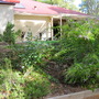 Cordyline fruticosa