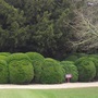 Topiary faces