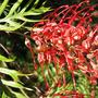 Grevillea Robin Gordon. (Grevillea Robin Gordon)