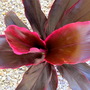 Cordyline fruticosa rubra (Cordyline fruticosa rubra)