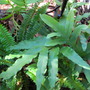 amongst some ferns