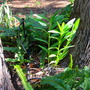 and the orchid