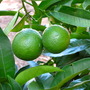 citrus