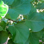 Leaves of the apricot tree