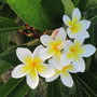 Plumeria