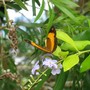 Butterfly. (Duranta repens)
