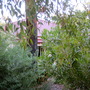 dense growth