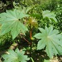 Ricinus communis ( Caster oil plant ) (Ricinus communis)