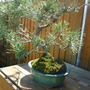 pine bonsai