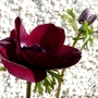 Anemone coronaria 'Cristina'