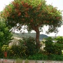 Coral Tree (Erythrina crista-galli)