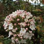 Viburnum Burkwoodii