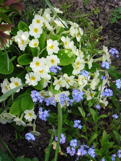 A Spring mingle