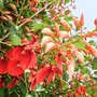 Coral tree flowers (Erythrina crista-galli)