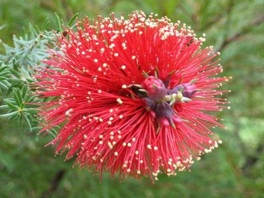 Kunzea baxteri (Kunzea baxteri)