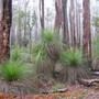 Forest1