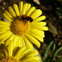 Leopards bane with bee