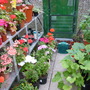 greenhouse at the moment