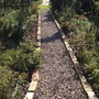 The Centre Path in The Rose Garden