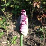 Parrot Tulip