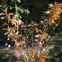 Cherry Tree