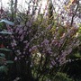 Prunus Triloba