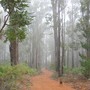 Banksia