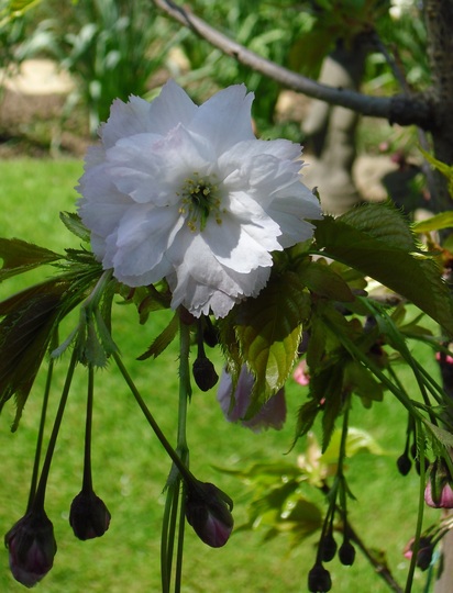 Prunus shogetsu