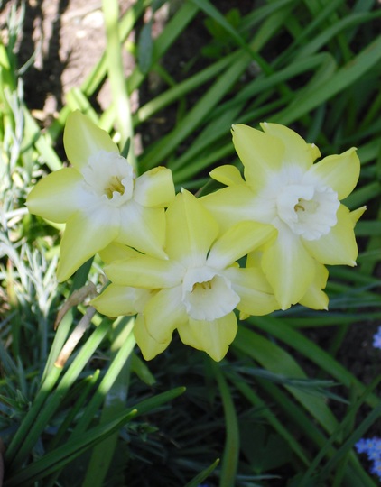 Narcissus