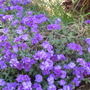 Double aubretia