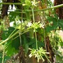 Carica papaya (Carica papaya)