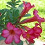 Adenium obesum ( Desert rose ) (Adenium obesum (Desert Rose))