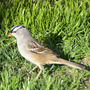 White-crowned sparrow
