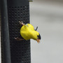 American goldfinch ~ male
