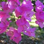 Bouganvillea