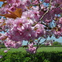 Ive finally got blossom!