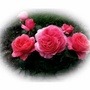 Hybrid tea Special Anniversary