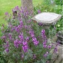 Erysimum 'Bowles Mauve'