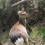 A very bold Deer.