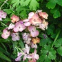 Wallflower